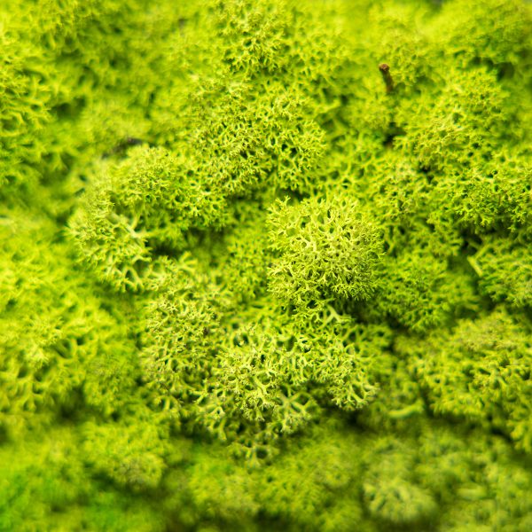 Moss Panel